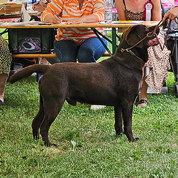 Heidelberg Hills Labradors