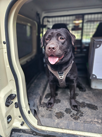 Heidelberg Hills Labradors