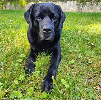 Heidelberg Hills Labradors