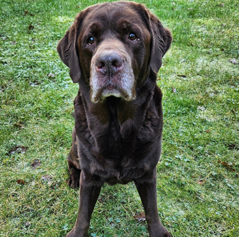 Heidelberg Hills Labradors