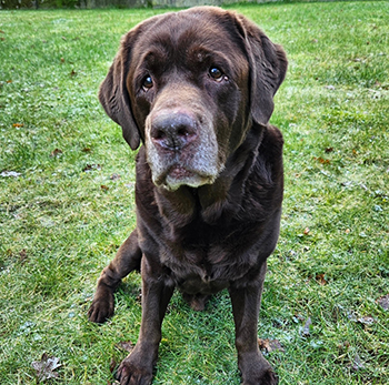 Heidelberg Hills Labradors