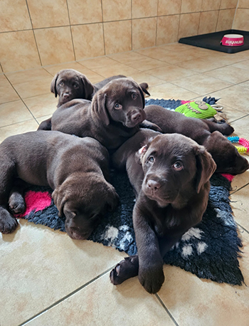 Heidelberg Hills Labradors