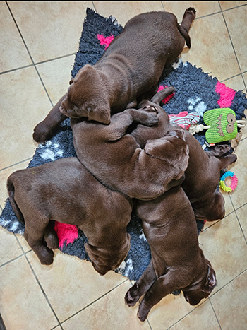 Heidelberg Hills Labradors