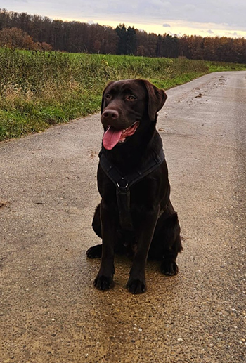 Heidelberg Hills Labradors
