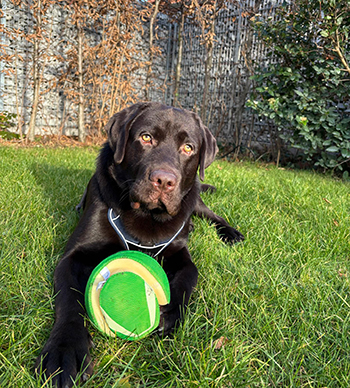 Heidelberg Hills Labradors