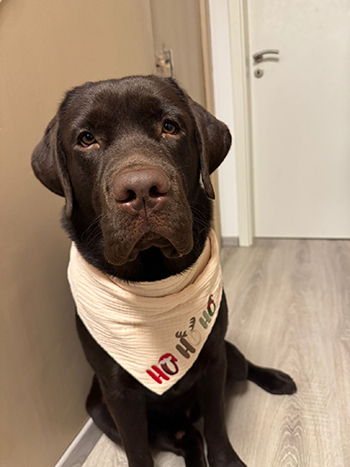Heidelberg Hills Labradors