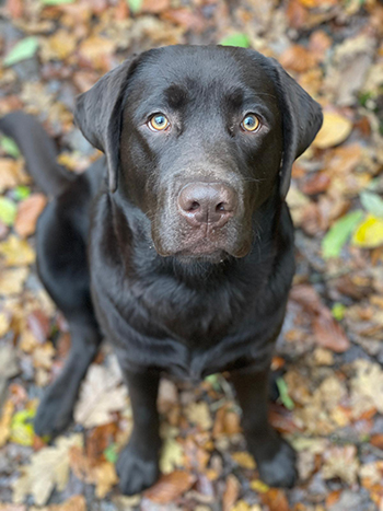 Heidelberg Hills Labradors