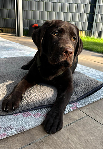 Heidelberg Hills Labradors