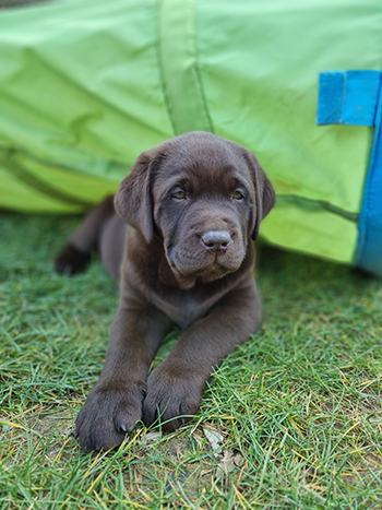 Heidelberg Hills Labradors