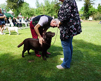 Heidelberg Hills Labradors