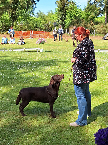 Heidelberg Hills Labradors