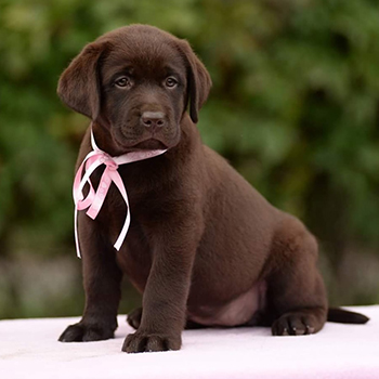 Heidelberg Hills Labradors