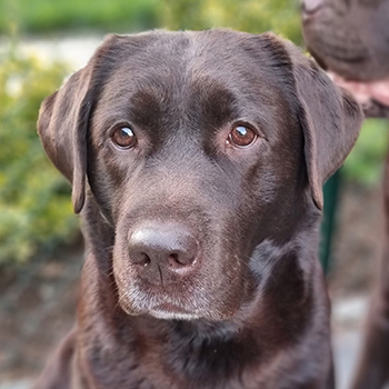 Heidelberg Hills Labradors