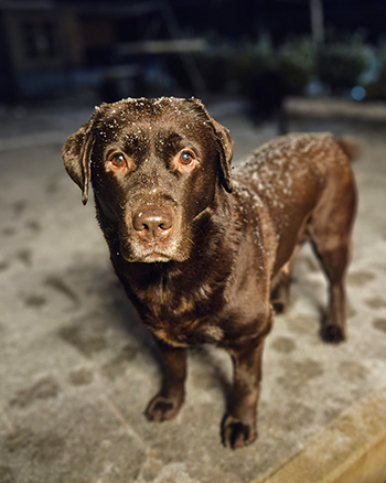 Heidelberg Hills Labradors