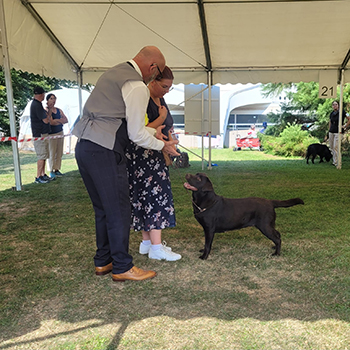 Heidelberg Hills Labradors