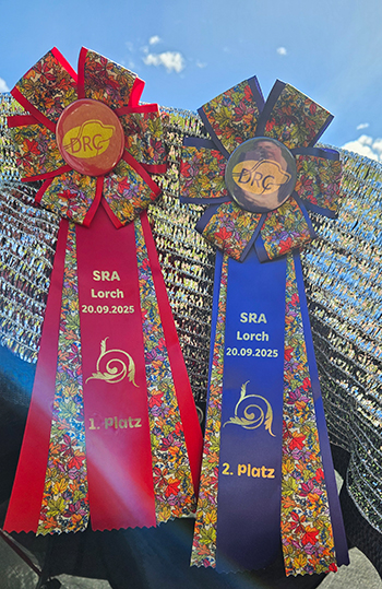 Heidelberg Hills Labradors