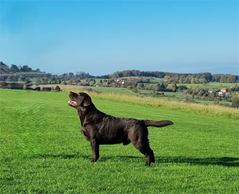 Heidelberg Hills Labradors