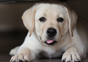 Heidelberg Hills Labradors