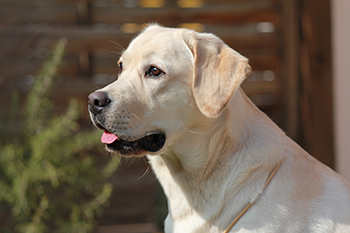 Heidelberg Hills Labradors