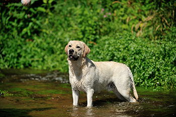 Heidelberg Hills Labradors