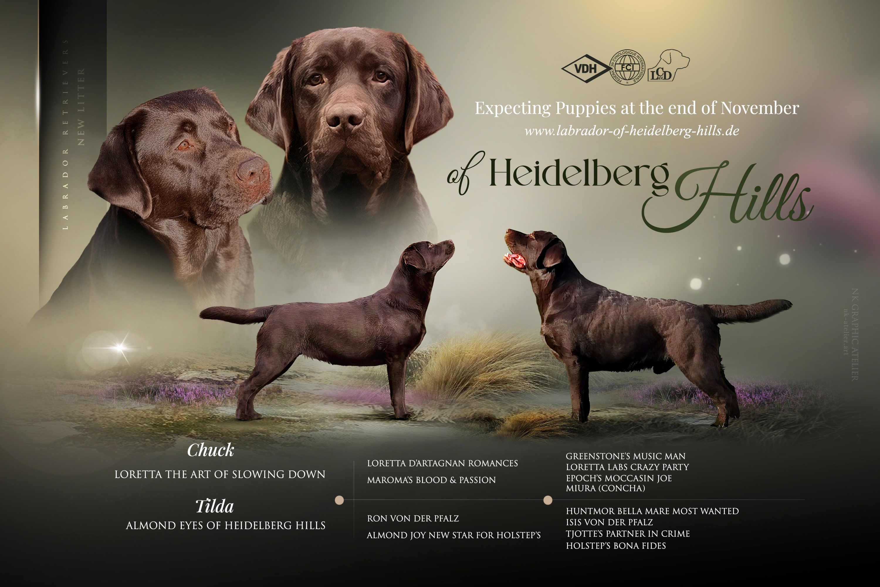 Heidelberg Hills Labradors